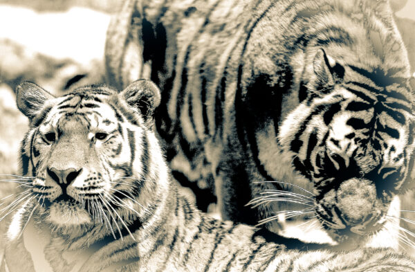 Couple de tigre, Bengale occidental, Inde