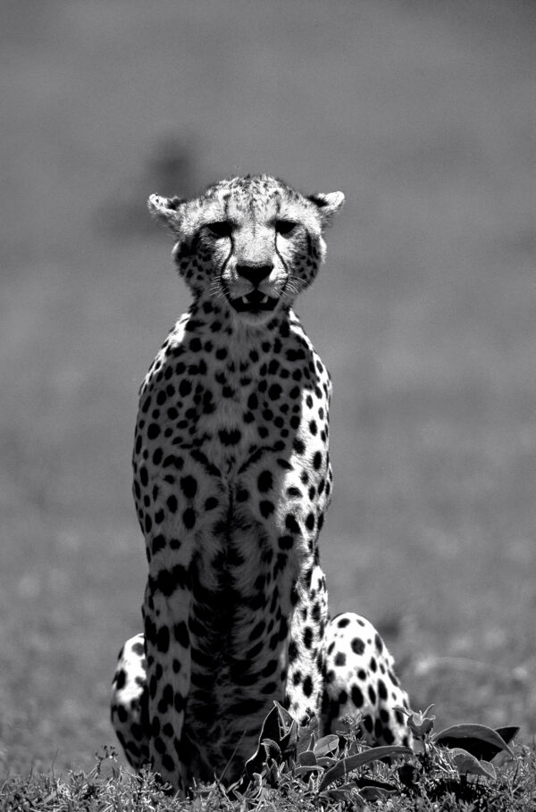 L’attente du guépard, Tanzanie.