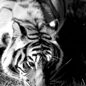 Le tigre aux aguets, Bengale occidental, Inde.