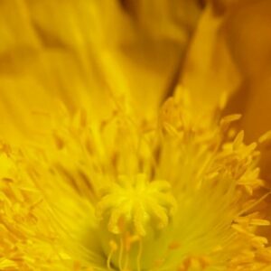 Le coquelicot jaune