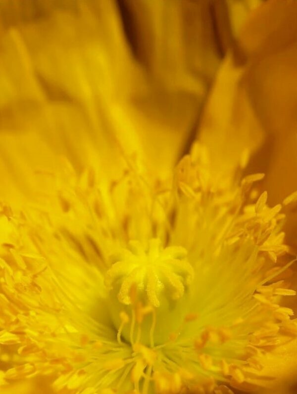 Le coquelicot jaune