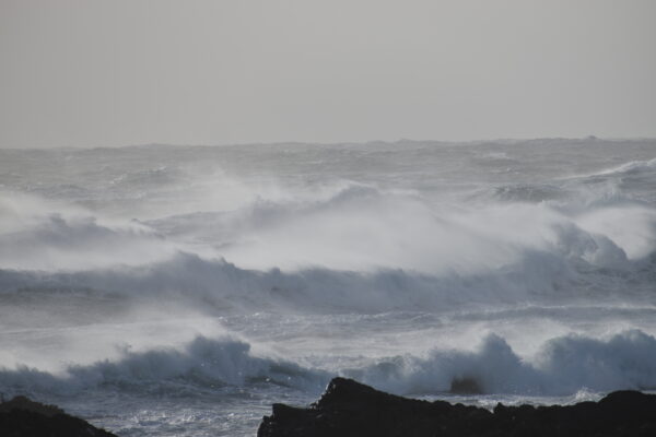 Impulsivité ouessantine